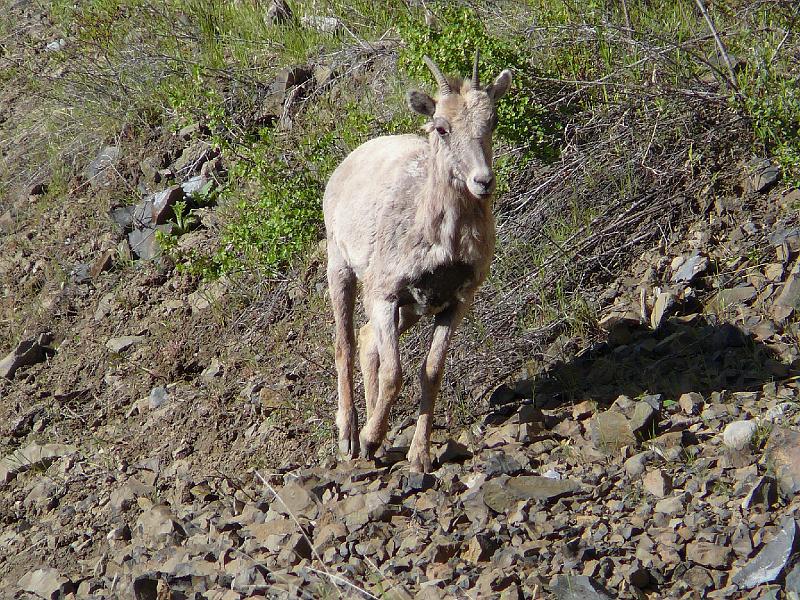 Big Horn doe 2.jpg - This Bighorn doe was coming to listen in on a geology lecture we were receiving.